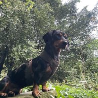 Dachshund (Standard & Miniature)