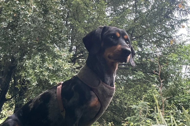 Dachshund (Smooth Haired)