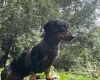 Dachshund (Smooth Haired)