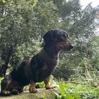 Dachshund (Standard & Miniature)