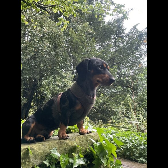 Dachshund (Standard &amp; Miniature)