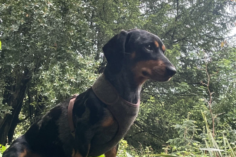 Dachshund (Smooth Haired)