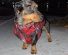 Dachshund (Smooth Haired)