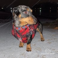 Dachshund (Standard & Miniature)