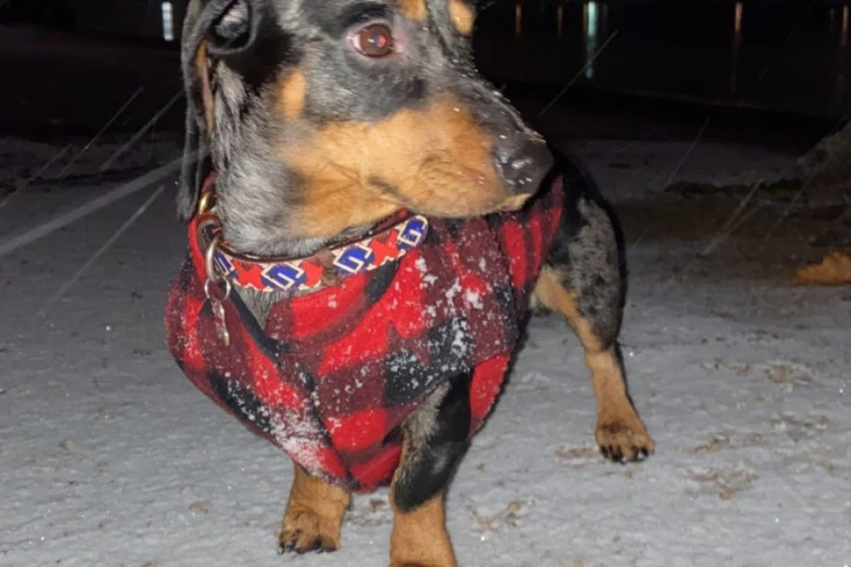 Dachshund (Smooth Haired)