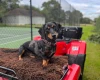 Dachshund (Smooth Haired)