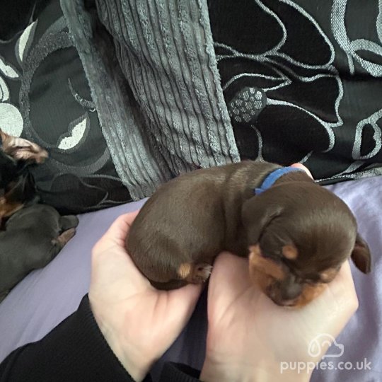 Dachshund (Standard & Miniature) - Both