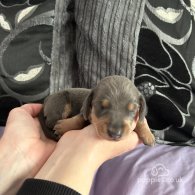 Dachshund (Standard & Miniature) - Both