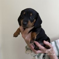 Dachshund (Standard & Miniature) - Both