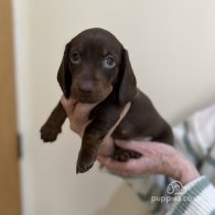 Dachshund (Standard & Miniature) - Both