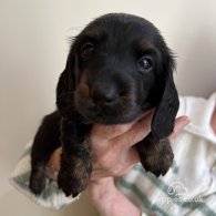 Dachshund (Standard & Miniature) - Both