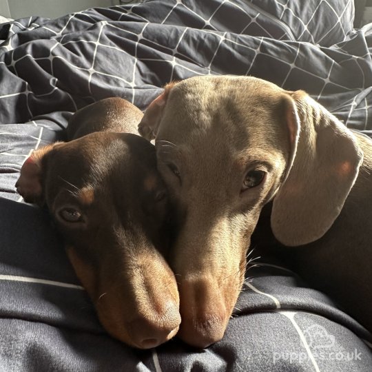 Dachshund (Standard & Miniature) - Both