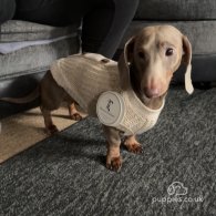 Dachshund (Standard & Miniature) - Both