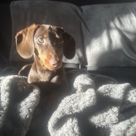 Dachshund (Standard & Miniature) - Both