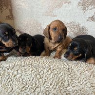 Dachshund (Standard & Miniature) - Dogs