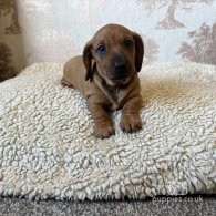 Dachshund (Standard & Miniature) - Dogs