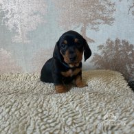 Dachshund (Standard & Miniature) - Dogs