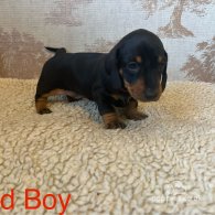 Dachshund (Standard & Miniature) - Dogs