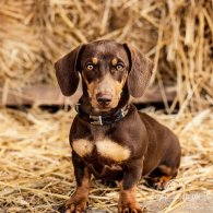 Dachshund (Standard & Miniature) - Dogs