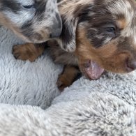 Dachshund (Standard & Miniature) - Bitches