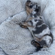 Dachshund (Standard & Miniature) - Bitches