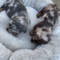 Dachshund (Standard & Miniature) - Bitches