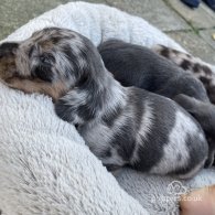 Dachshund (Standard & Miniature) - Bitches