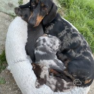 Dachshund (Standard & Miniature) - Bitches