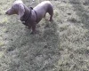 Dachshund (Smooth Haired)