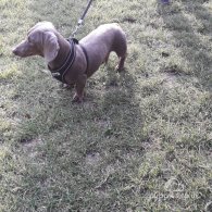 Dachshund (Standard & Miniature)