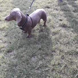 Dachshund (Standard &amp; Miniature)