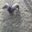 Dachshund (Smooth Haired)