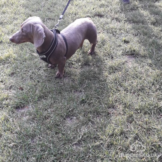 Dachshund (Standard & Miniature)