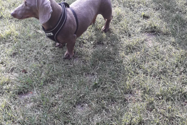 Dachshund (Smooth Haired)