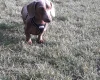 Dachshund (Smooth Haired)