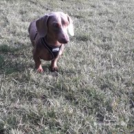 Dachshund (Standard & Miniature)