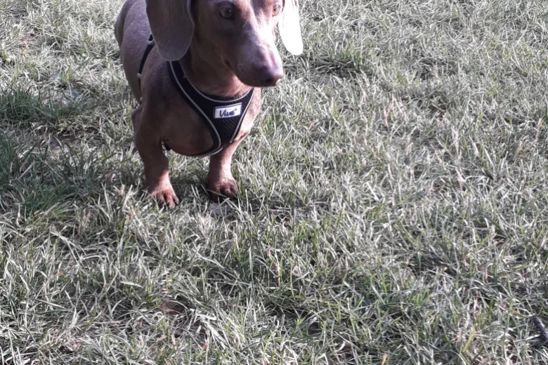Dachshund (Smooth Haired)