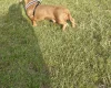 Dachshund (Smooth Haired)