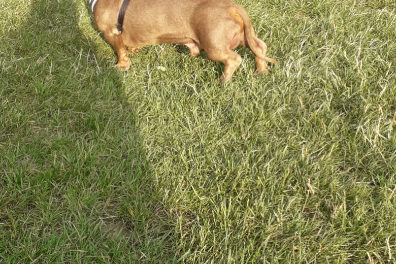 Dachshund (Smooth Haired)
