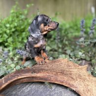 Dachshund (Standard & Miniature) - Bitches