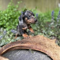 Dachshund (Standard & Miniature) - Bitches