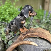 Dachshund (Standard & Miniature) - Bitches