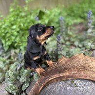 Dachshund (Standard & Miniature) - Bitches