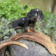 Dachshund (Standard & Miniature) - Bitches