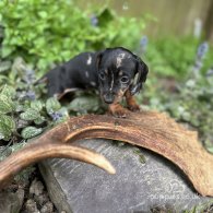 Dachshund (Standard & Miniature) - Bitches