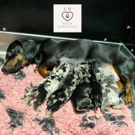 Dachshund (Standard & Miniature) - Bitches