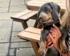 Dachshund (Smooth Haired)