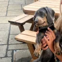 Dachshund (Smooth Haired)