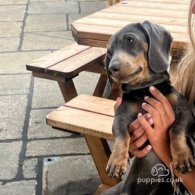 Dachshund (Standard & Miniature)