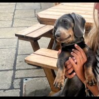 Dachshund (Smooth Haired)